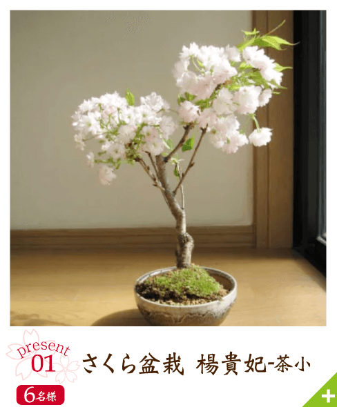 盆栽